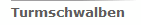 Turmschwalben 